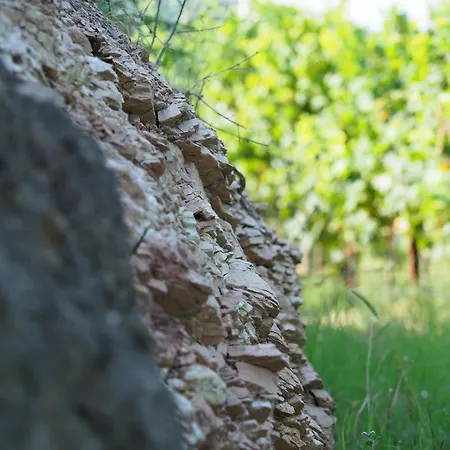 Bauernhof Azienda Agricola Ca' Lunga Cinto Euganeo