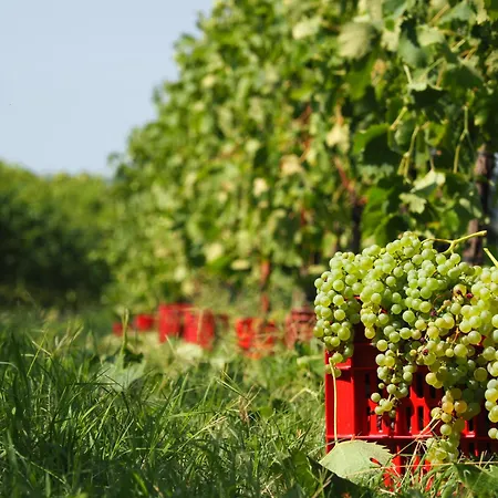 Azienda Agricola Ca' Lunga * Cinto Euganeo